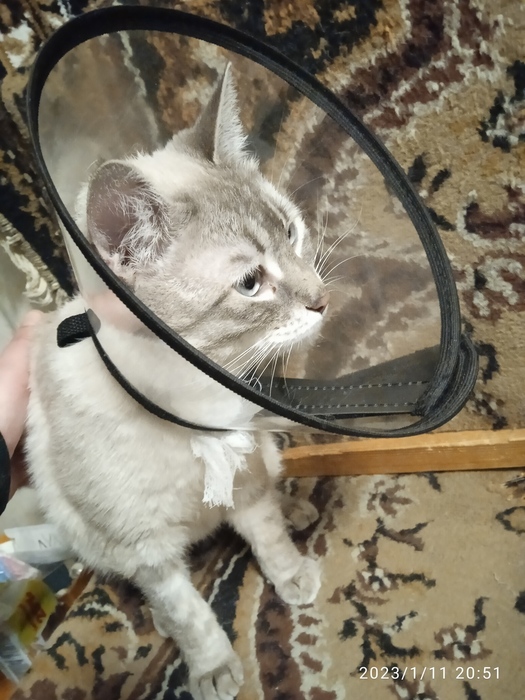 IMG_20230111_205134 (525x700, 173Kb)
