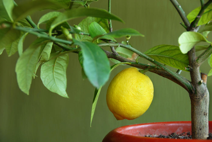 как ухаживать за лимонным деревом2 (700x468, 277Kb)