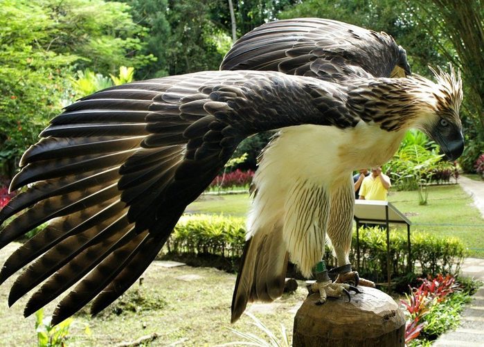 6 самых крупных птиц в мире 
