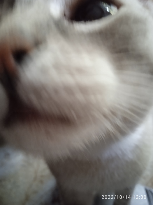 IMG_20221014_123043 (525x700, 71Kb)