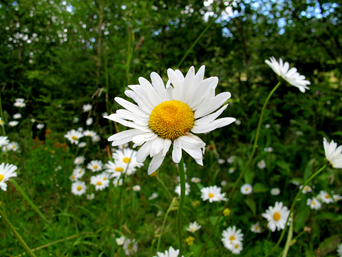 IMG_9253 (700x525, 470Kb)