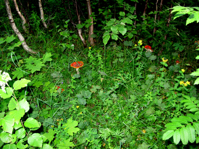 IMG_9261 (700x525, 716Kb)