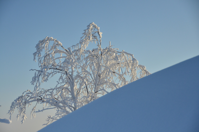 DSC_2469 (700x463, 330Kb)