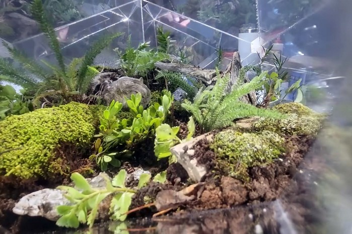 4016863_infinity_terrarium_11 (700x466, 111Kb)