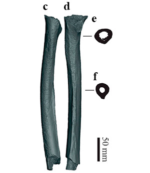 genome_sequence_of_a_modern_human_from_western_siberia_1lowwithlargeletters_300 (300x345, 16Kb)