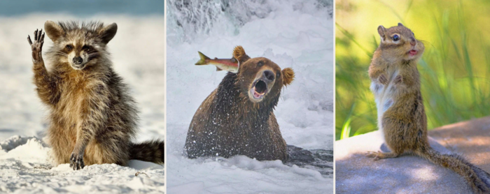 15 самых смешных фотографий дикой природы