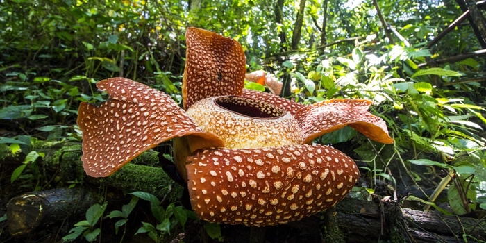 6175155_Rafflesia_arnoldii_Bengkulu_02_1594379328scalede1594379386562 (700x350, 258Kb)