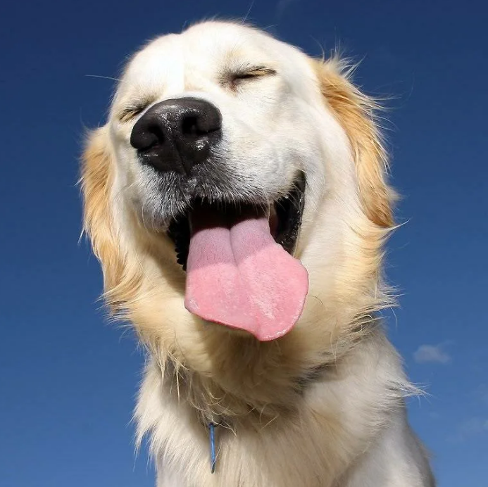 15 забавных и увлекательных фактов о собаках