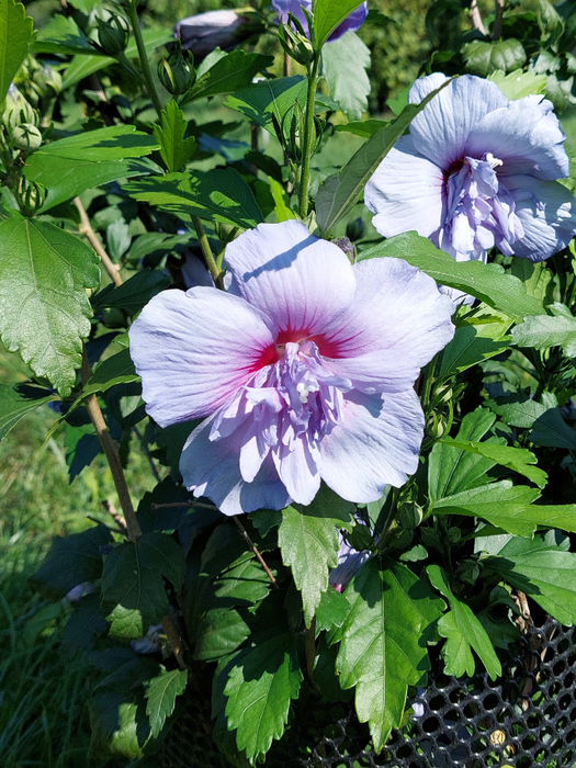 20230902_125153 (525x700, 532Kb)