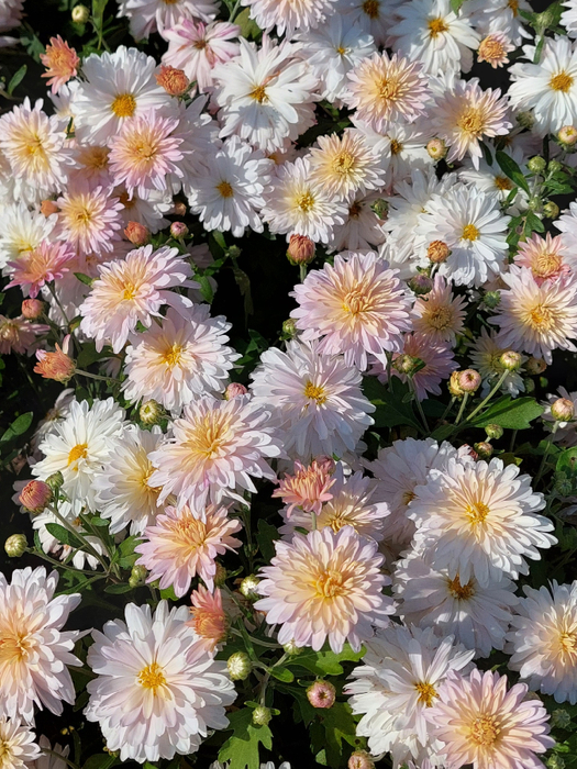 20230902_125345 (525x700, 526Kb)