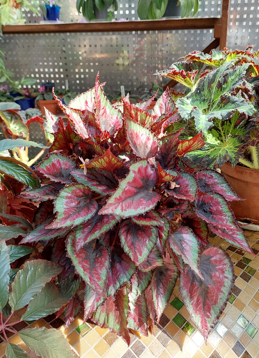 20230902_135838 (506x700, 576Kb)
