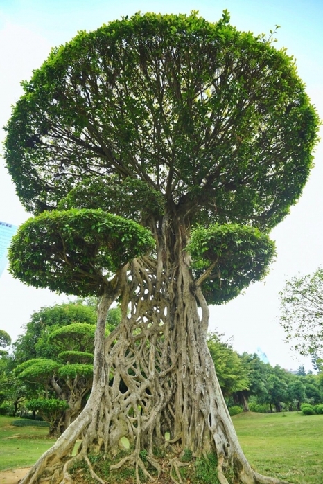 3416556_i_1_2_ (466x700, 311Kb)