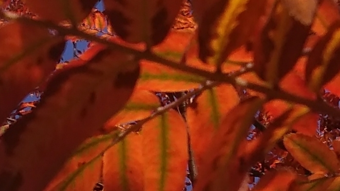 0090 (700x393, 147Kb)