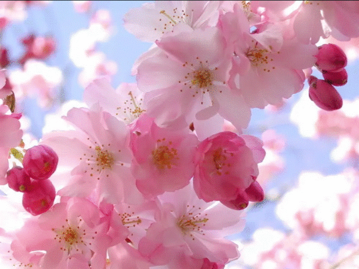 spring photo spring.jpg/4897960_Snimok_ekrana_20230929_175319 (700x525, 273Kb)