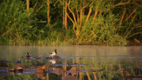 image_860804160931055333645 (1) (480x270, 1131Kb)