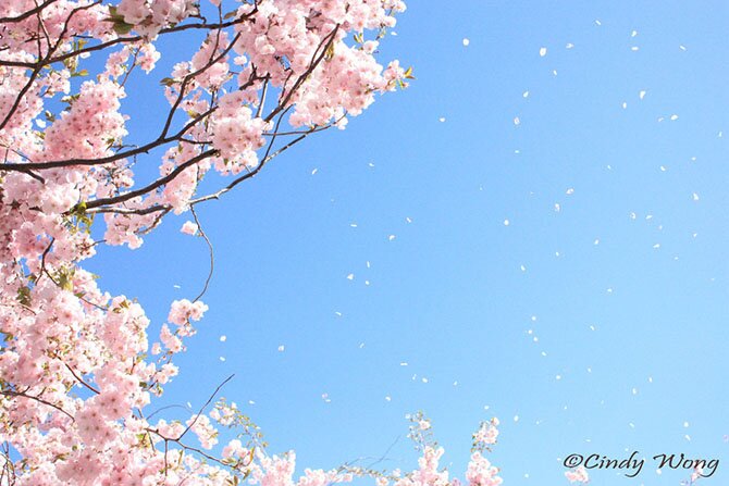 Как в Японии цветет сакура/4897960_6 (670x447, 60Kb)