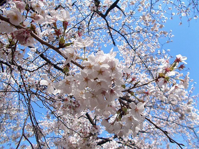 Как в Японии цветет сакура/4897960_18 (670x503, 132Kb)