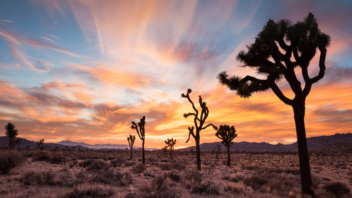 Joshua trees at sunset, Joshua Tree National Park, California, USA (700x393, 308Kb)