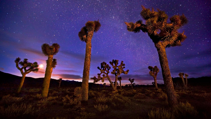 Joshua trees in Death Valley, California (700x393, 332Kb)