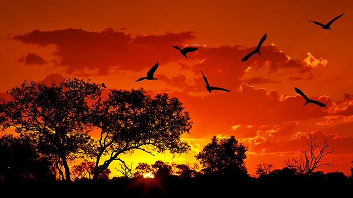 Landscape of South Africa with warm sunset, Kruger National Park, South Africa (700x393, 332Kb)