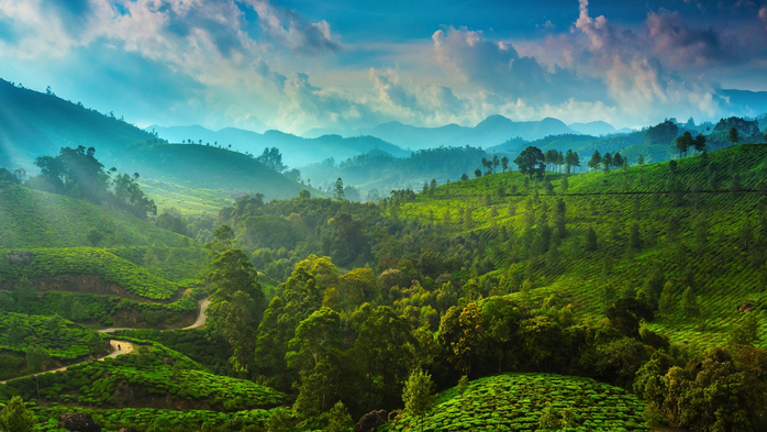 Tea plantations in the surroundings of Munnar, Kerala, India (700x393, 391Kb)