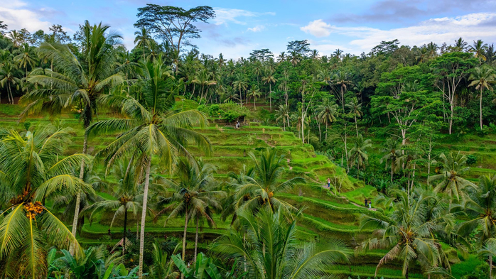 Tegalalang rice terraces on hillsides, Ubud, Bali island, Indonesia (700x393, 452Kb)