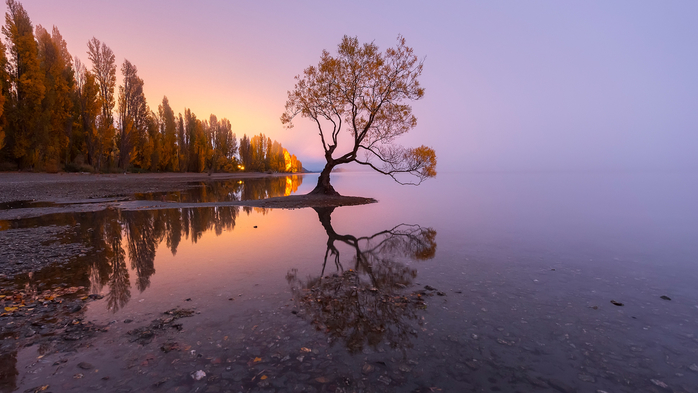 The famous tree at the shoreline of Lake Wanaka at sunrise, New Zealand (700x393, 277Kb)