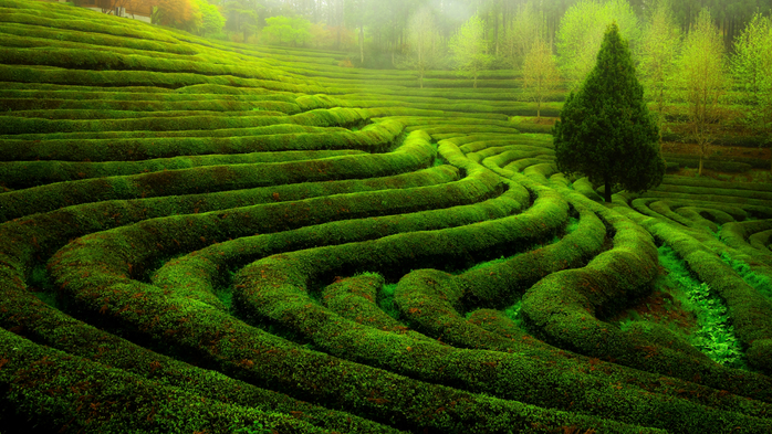 The morning of the green tea field, Boseong, South Jeolla, South Korea (700x393, 489Kb)