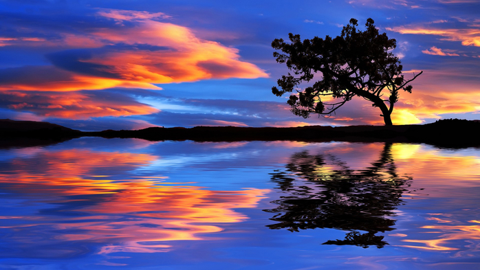 Tree by the sea with sky in sunset colors (700x393, 334Kb)