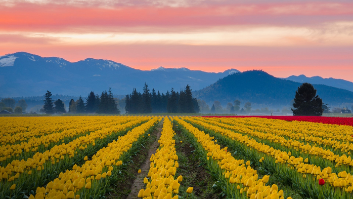 Tulip fields by the mountains of Skagit Valley at sunrise, Washington, USA (700x393, 361Kb)