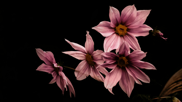 Dahlia imperialis (700x393, 158Kb)