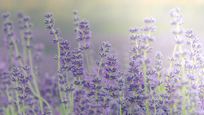 LavenderBlooms (700x393, 319Kb)