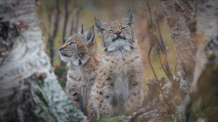 Eurasian lynx sisters experiencing their first snow, Norway (700x393, 284Kb)