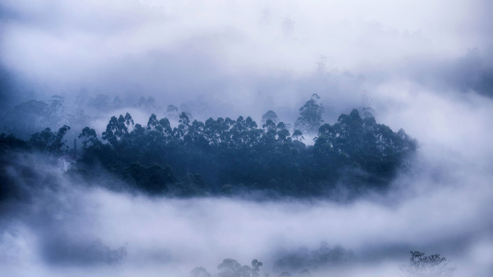 Foggy forest, Munnar, Kerala, India (700x393, 206Kb)