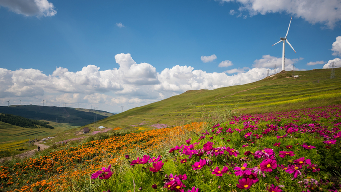 Galsang flowers blossom on the grassland of Inner Mongolia China (700x393, 401Kb)