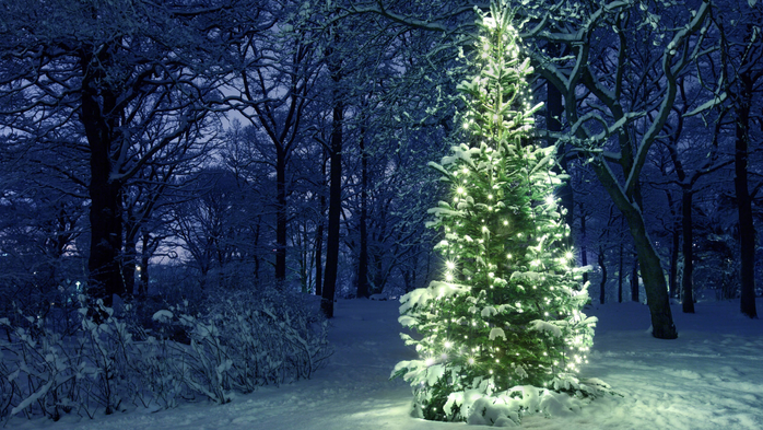 Glowing Christmas Tree in snowy winter forest, Sweden (700x393, 456Kb)