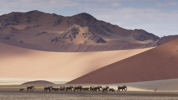 Herd of elephants crossing desert with giant dunes, Sossusvlei National Park, Namibia (700x393, 227Kb)