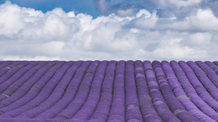 Lavender Farm (700x393, 286Kb)