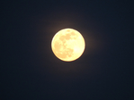 Превью DSCN9485 (700x525, 256Kb)