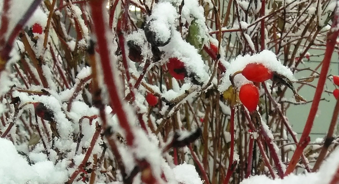 _2023-11-26_175948980 (700x379, 532Kb)