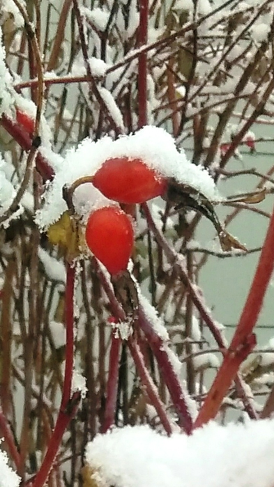 _2023-11-26_180015199 (393x700, 489Kb)