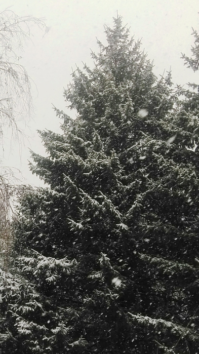 _2023-11-26_180111061 (393x700, 514Kb)