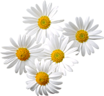 0_a085c_febe881a_S (150x139, 35Kb)