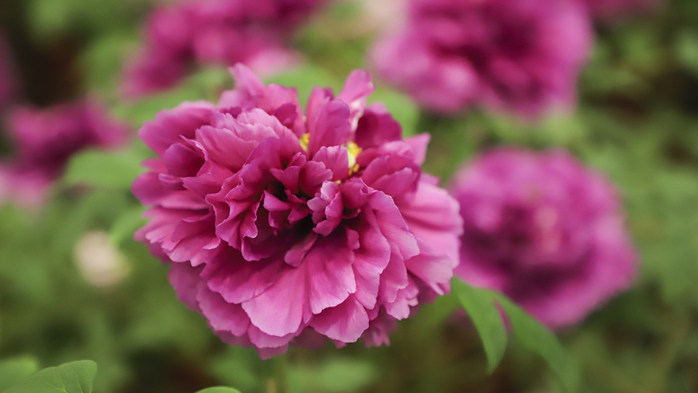12619833f8567b213c31bfd424f360d4 (700x393, 261Kb)