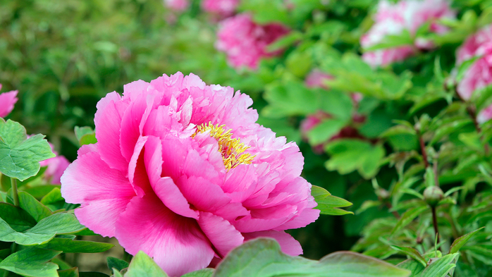 36dae658573a1f6ceee36f9b877be303 (700x393, 384Kb)