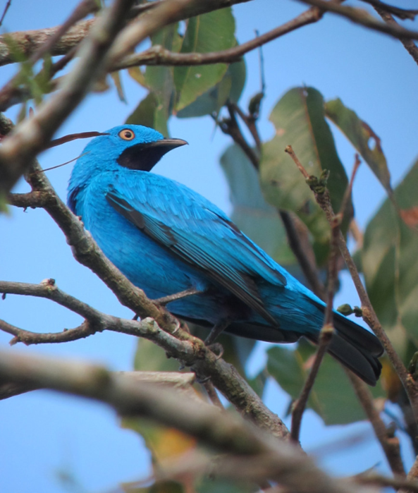 plum-throated-continga-9 (593x700, 596Kb)