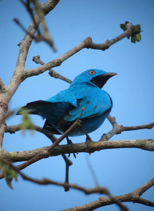 plum-throated-continga-10 (511x700, 357Kb)