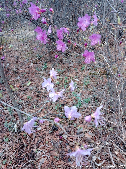 IMG_20240511_142119 (525x700, 519Kb)