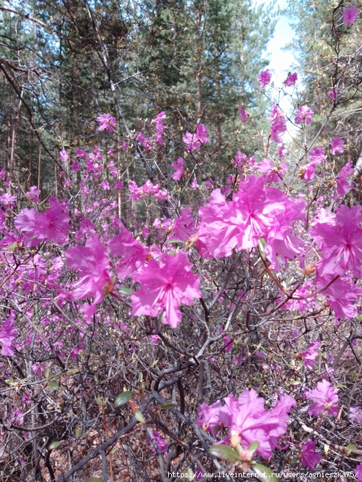 IMG_20240511_143954 (525x700, 477Kb)
