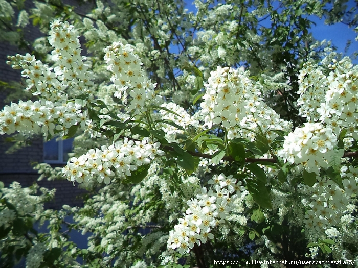 IMG_20240523_164159 (700x525, 429Kb)